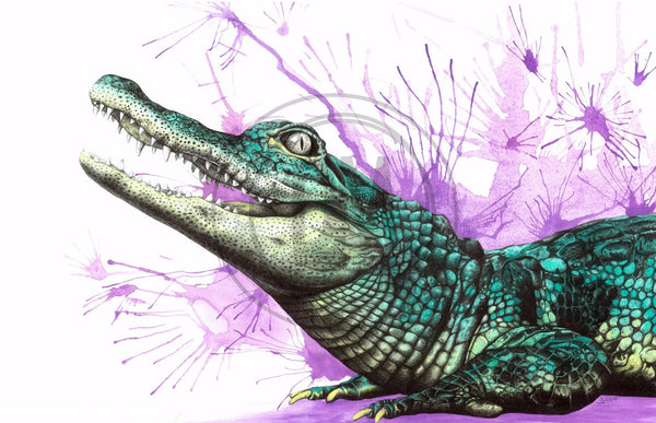 Caiman