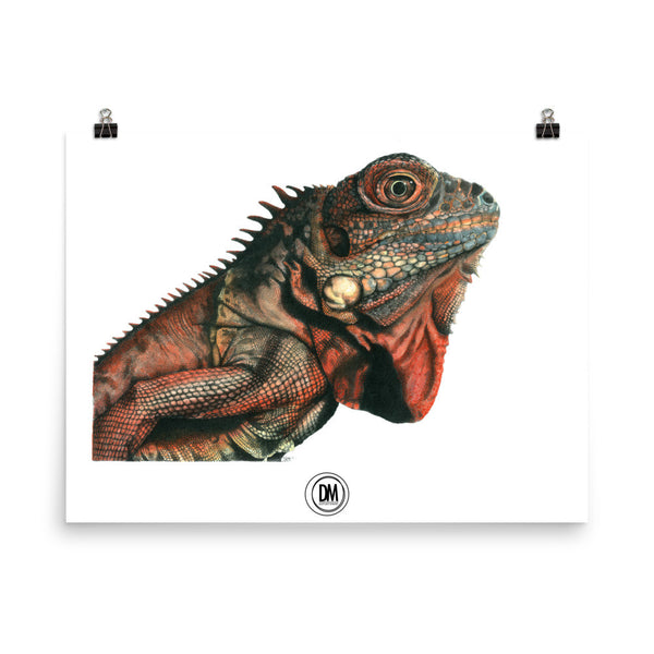 Iguana Poster